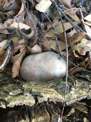 Lycogala flavofuscum