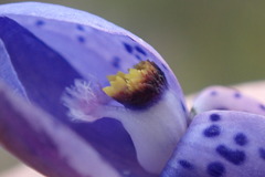 Thelymitra ixioides