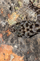 Phyllodactylus lanei