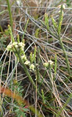 Leptomeria glomerata
