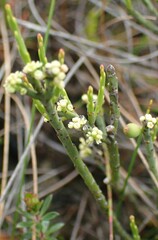 Leptomeria glomerata