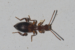 Anthicidae