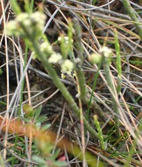 Leptomeria glomerata