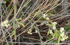 Leptomeria glomerata
