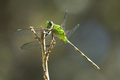Erythemis vesiculosa