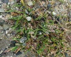 Sclerochloa dura