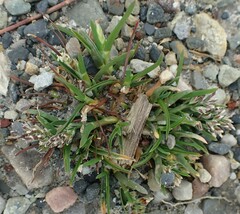 Sclerochloa dura