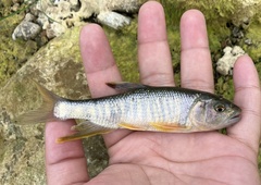 Opsariichthys pachycephalus