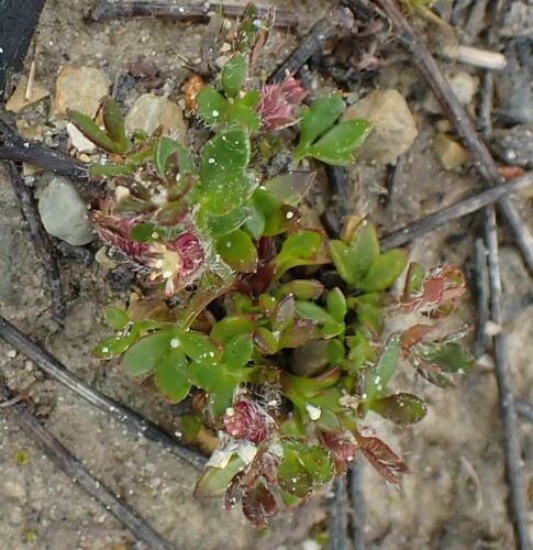 Image of Xanthosia tasmanica by no rights reserved