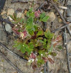 Xanthosia tasmanica