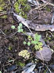 Daucus glochidiatus
