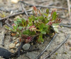 Xanthosia tasmanica