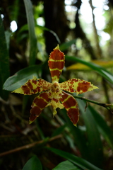 Oncidium sceptrum