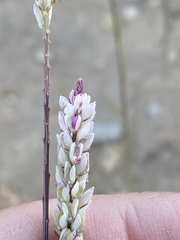 Polygala alba