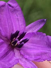 Arthropodium