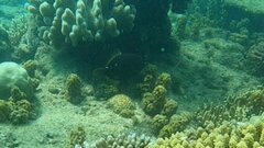 Cantherhines pardalis