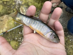 Opsariichthys pachycephalus