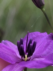 Arthropodium