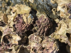 Saccostrea