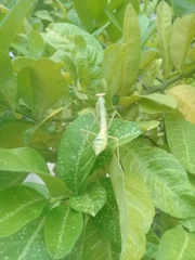 Stagmatoptera femoralis