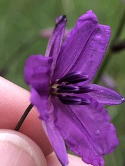 Arthropodium