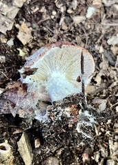 Hypomyces armeniacus