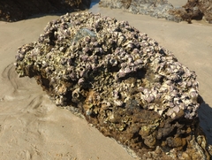 Saccostrea