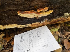 Neoantrodia serialiformis