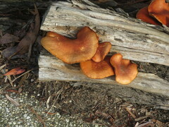 Gymnopilus allantopus