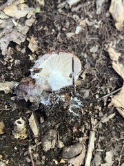 Hypomyces armeniacus