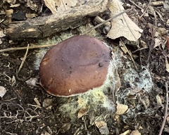Hypomyces armeniacus