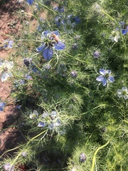 Nigella