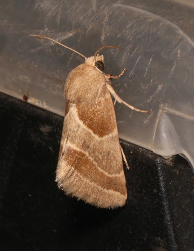 Schinia oleagina photo 2