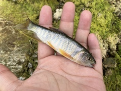 Opsariichthys pachycephalus