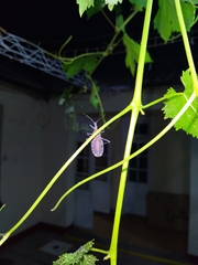 Triatoma