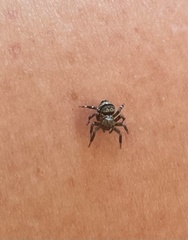 Thorelliola ensifera