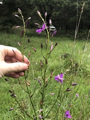 Arthropodium