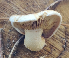 Hemipholiota populnea