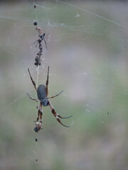 Trichonephila edulis