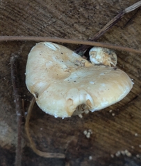 Hemipholiota populnea