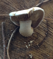 Hemipholiota populnea