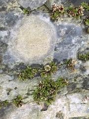 Protoblastenia rupestris