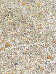 Protoblastenia rupestris