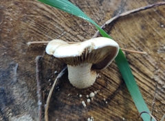 Hemipholiota populnea