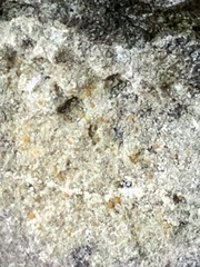 Protoblastenia rupestris