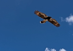 Daptrius megalopterus