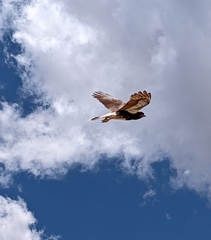 Daptrius megalopterus