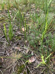 Microtis parviflora