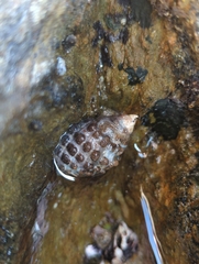 Tenguella marginalba