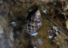 Tenguella marginalba